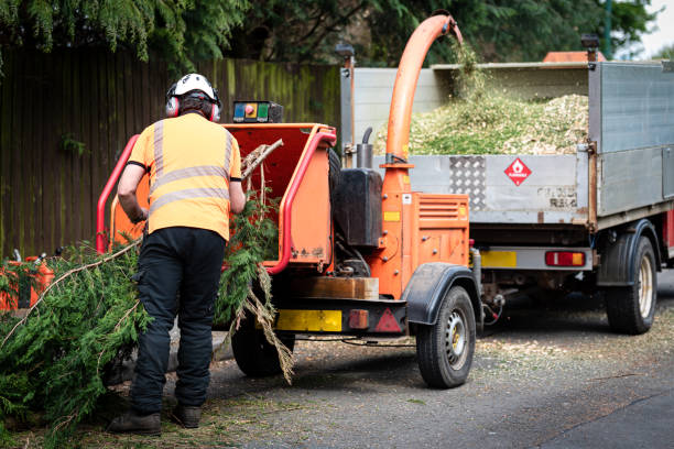 Best Root Management and Removal  in USA